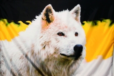 Имперский флаг "Волк"